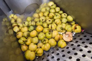 Gewaschene Äpfel in der Mosterei