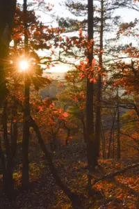 Herbstwald im Schwarzatal im Gegenlicht