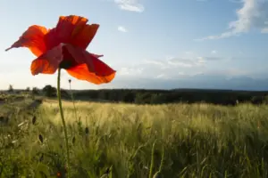 Feldmark Bechstedt: Der Mohn blüht