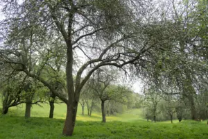 Alte Apfelbäume auf einer Streuobstwiese
