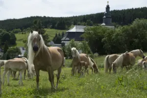 Haflinger-Stuten mit ihren Fohlen auf einer Wiese in Meura